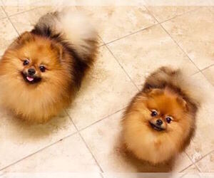 Mother of the Pomeranian puppies born on 05/27/2020