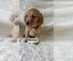 Small Photo #3 Golden Retriever Puppy For Sale in ANTIOCH, CA, USA