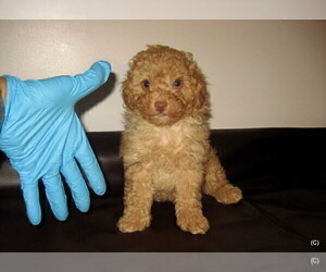 Poodle (Toy) Puppy for sale in BAKERSFIELD, CA, USA