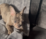 Small #7 French Bulldog