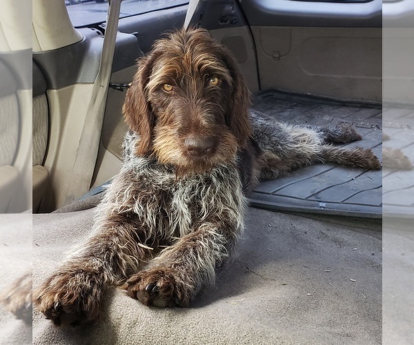 Medium Photo #1 German Wirehaired Pointer Puppy For Sale in HARPSTER, ID, USA