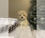 Small Photo #2 Poochon Puppy For Sale in PRINCETON, KY, USA
