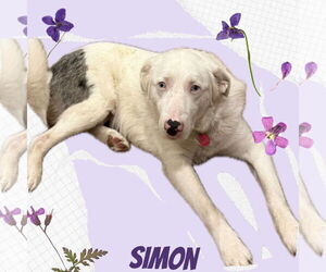Australian Shepherd-Unknown Mix Dogs for adoption in pomfret, CT, USA