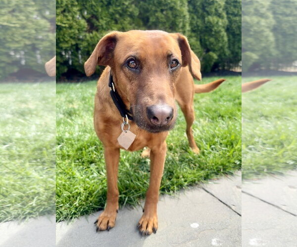 Medium Photo #6 Black Mouth Cur-Vizsla Mix Puppy For Sale in Oakhurst, NJ, USA