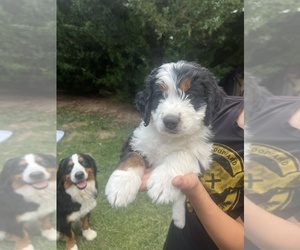 Bernedoodle-Bernese Mountain Dog Mix Puppy for sale in ERIE, CO, USA