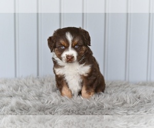 Miniature Australian Shepherd Puppy for sale in MILLERSBURG, OH, USA