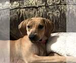Small #8 Labrador Retriever Mix