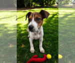 Small #16 Basenji-Rat Terrier Mix