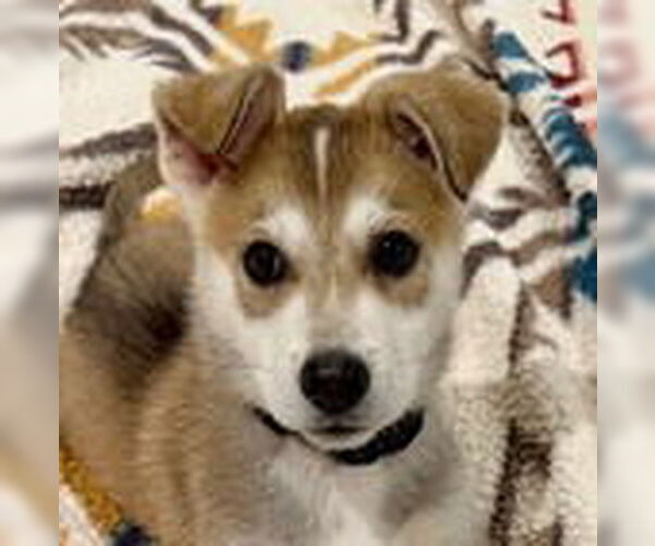 Medium Photo #4 Siberian Husky-Unknown Mix Puppy For Sale in Fremont, CA, USA