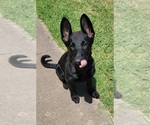 Small Photo #4 German Shepherd Dog Puppy For Sale in BURLESON, TX, USA