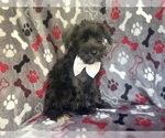 Small #1 Schnauzer (Miniature)