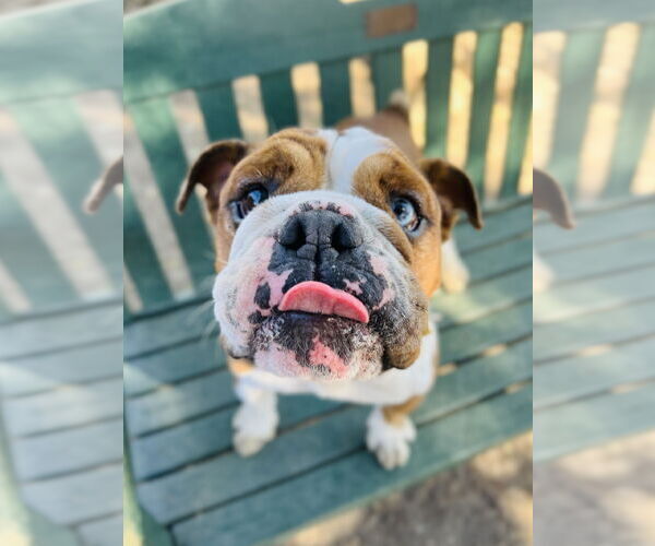Medium Photo #2 Bulldog Puppy For Sale in Seal Beach, CA, USA