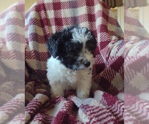 Bernedoodle (Miniature) Puppy for sale in PARKER, PA, USA