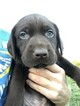 Small Photo #30 Labrador Retriever Puppy For Sale in EATONVILLE, WA, USA