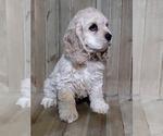Small Photo #6 Cocker Spaniel Puppy For Sale in TERRY, MS, USA