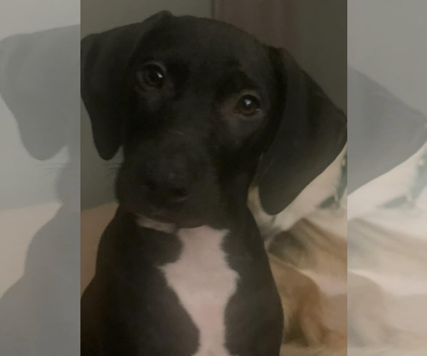 Medium Photo #4 Mutt Puppy For Sale in Sheboygan, WI, USA