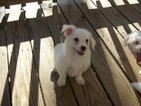 Small Photo #4 Coton de Tulear Puppy For Sale in HORSE BRANCH, KY, USA
