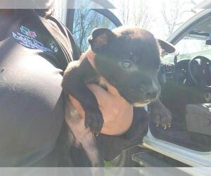 Staffordshire Bull Terrier-Unknown Mix Dogs for adoption in Houston, TX, USA