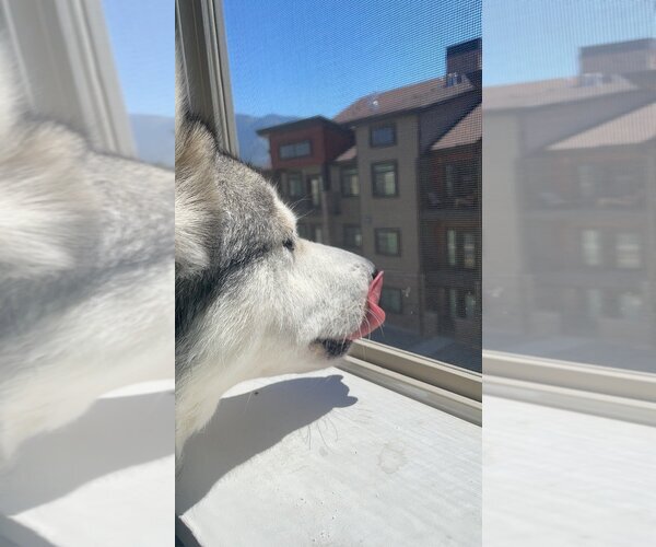 Medium Photo #4 Huskies -Unknown Mix Puppy For Sale in Salt Lake City, UT, USA
