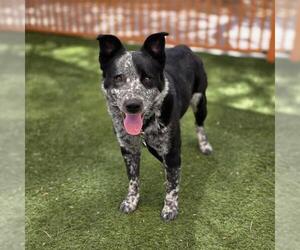 Mutt Dogs for adoption in Las Vegas, NV, USA