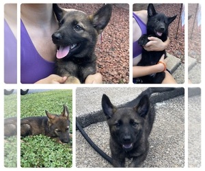 German Shepherd Dog Puppy for sale in CONNELLYS SPRINGS, NC, USA