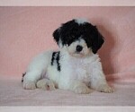 Small #4 Poodle (Standard)-Shepadoodle Mix