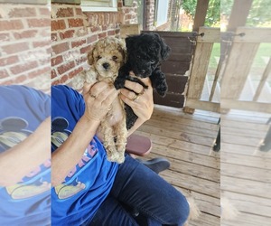 Poodle (Toy) Puppy for sale in MOORESBORO, NC, USA