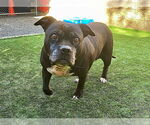 Small Staffordshire Bull Terrier