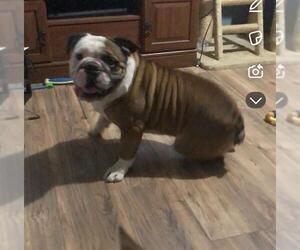 Bulldog-Unknown Mix Dogs for adoption in San Antonio, TX, USA