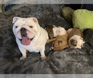 Mother of the Bulldog puppies born on 03/17/2022