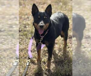 Australian Kelpie-Unknown Mix Dogs for adoption in Santa Maria, CA, USA