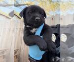 Small Labrador Retriever Mix