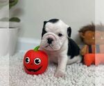 Small #9 English Bulldog