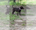 Small Photo #6 American Bully-Labrador Retriever Mix Puppy For Sale in KENTWOOD, LA, USA
