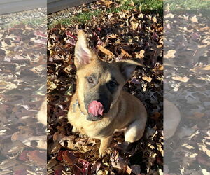 Mountain Cur-Unknown Mix Dogs for adoption in Harrisburg, PA, USA