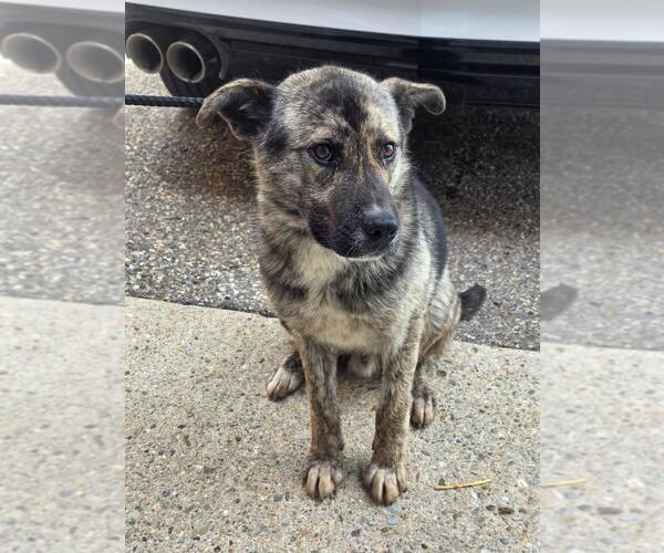 Medium Photo #1 Mutt Puppy For Sale in Calgary, Alberta, Canada