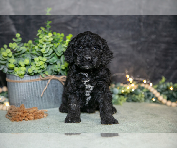 Medium Photo #11 Poodle (Miniature) Puppy For Sale in WOLCOTTVILLE, IN, USA