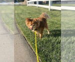 Small #11 Pomeranian Mix