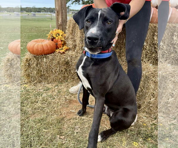 Medium Photo #17 Mutt Puppy For Sale in Rustburg, VA, USA