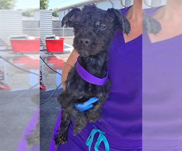 Medium Photo #1 Poodle (Miniature)-Unknown Mix Puppy For Sale in San Bernardino, CA, USA