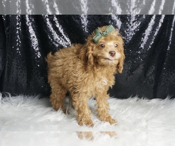 Medium Photo #5 Poodle (Toy) Puppy For Sale in WARSAW, IN, USA