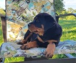 Small Photo #1 Rottweiler Puppy For Sale in WITHEE, WI, USA