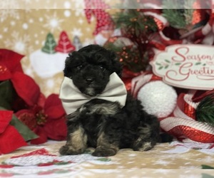 Maltipoo Puppy for sale in LANCASTER, PA, USA