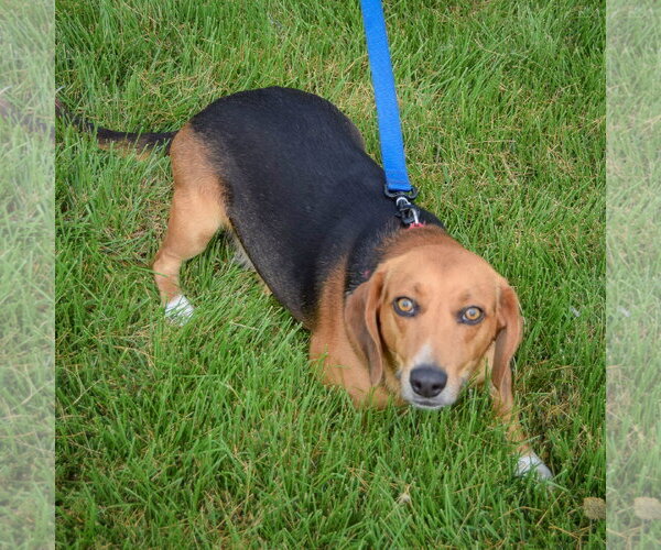 Medium Photo #4 Beagle Puppy For Sale in Huntley, IL, USA