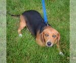 Small #3 Beagle