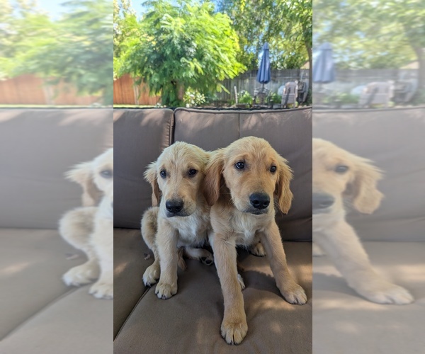 Medium Photo #2 Golden Retriever Puppy For Sale in ELVERTA, CA, USA