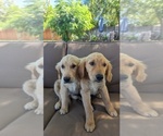 Small #1 Golden Retriever