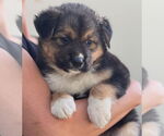 Small #1 Bernese Mountain Dog Mix
