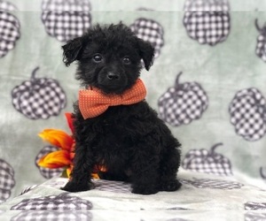 Morkie-Poodle (Miniature) Mix Puppy for sale in LAKELAND, FL, USA