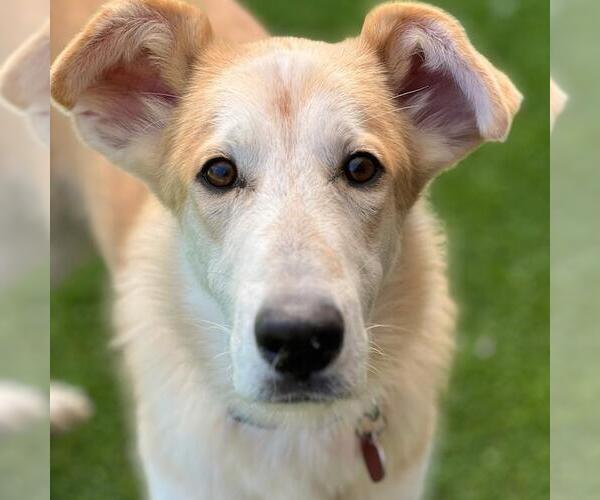 Medium Photo #3 Collie-Unknown Mix Puppy For Sale in San Diego, CA, USA
